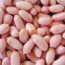 New Crop Peanut Kernel Melhor Preço, Flor 11